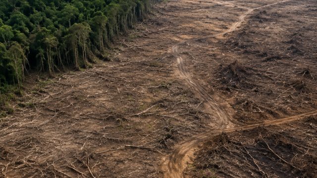 Understanding Global Deforestation: The Trade Impact Revealed